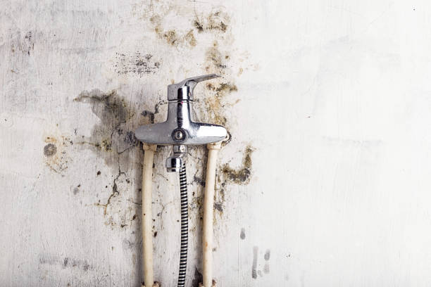 Best Black Mold Removal  in Guadalupe, CA