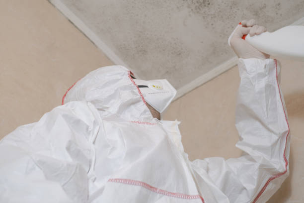 Best Mold Damage Repair  in Guadalupe, CA