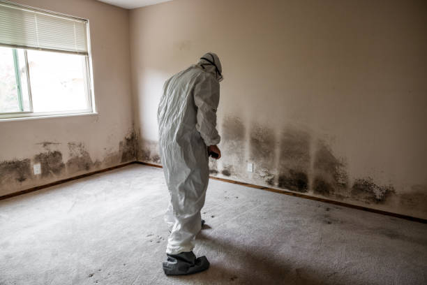 Best Mold Testing  in Guadalupe, CA