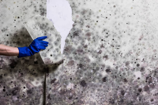 Attic Mold Removal in Guadalupe, CA