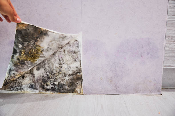 Best Fast Mold Removal  in Guadalupe, CA